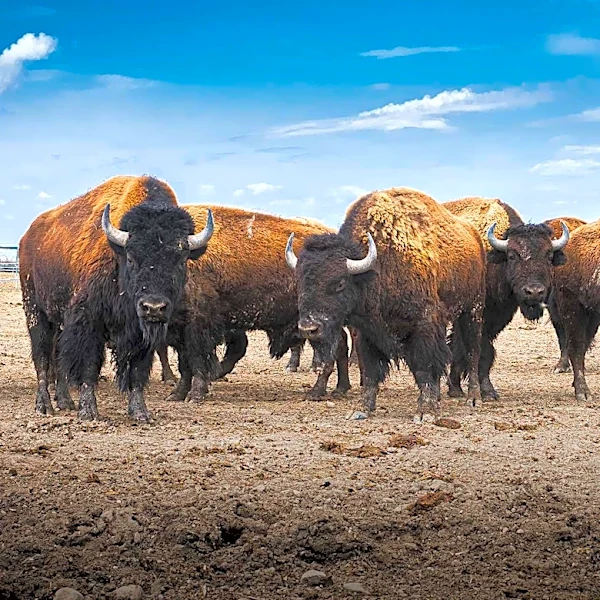 Documentary Screening Highlights Environmental Impact of Animal Agriculture