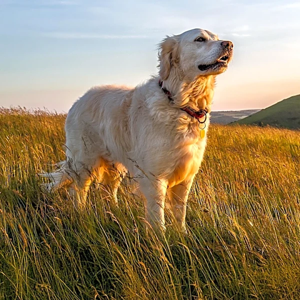 Veterinarians Advise Allergy Sufferers on Dog Breeds with Golden Retriever Traits