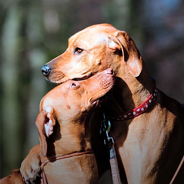 Massachusetts Shelter Seeks Homes for Bonded Pair of Dogs