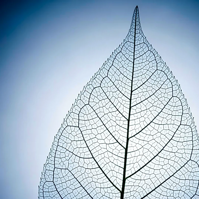 Nektar Therapeutics to Discuss Phase 2b Study Results for Alopecia Areata Treatment