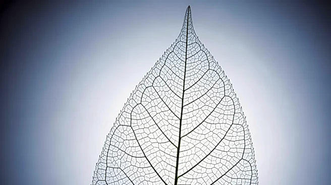 Nektar Therapeutics to Discuss Phase 2b Study Results for Alopecia Areata Treatment