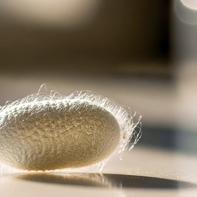 Kraig Biocraft Laboratories Begins Processing Record 1.8 Metric Tons of Spider Silk Cocoons