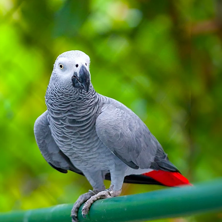 Bruce the Parrot Redefines Disability with Unique Behavior