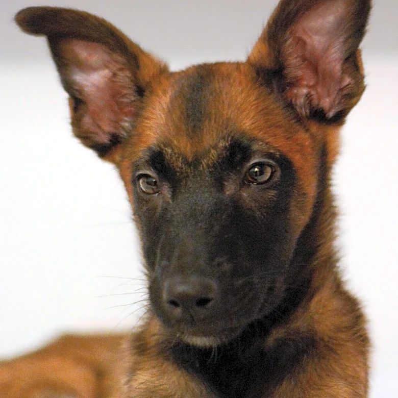 Volunteer Rescues Gravely Ill Puppy in Ghana, Transformation Stuns Viewers