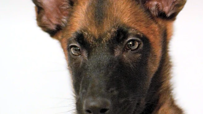 Volunteer Rescues Gravely Ill Puppy in Ghana, Transformation Stuns Viewers