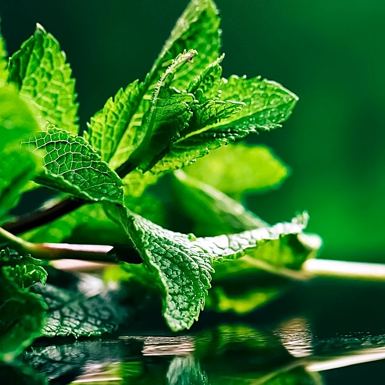 Nelson Family Agriculture Supplies Mint for Kentucky Derby Juleps