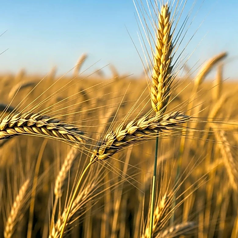 Global Agriculture Market Projected to Reach USD 314.16 Billion by 2033