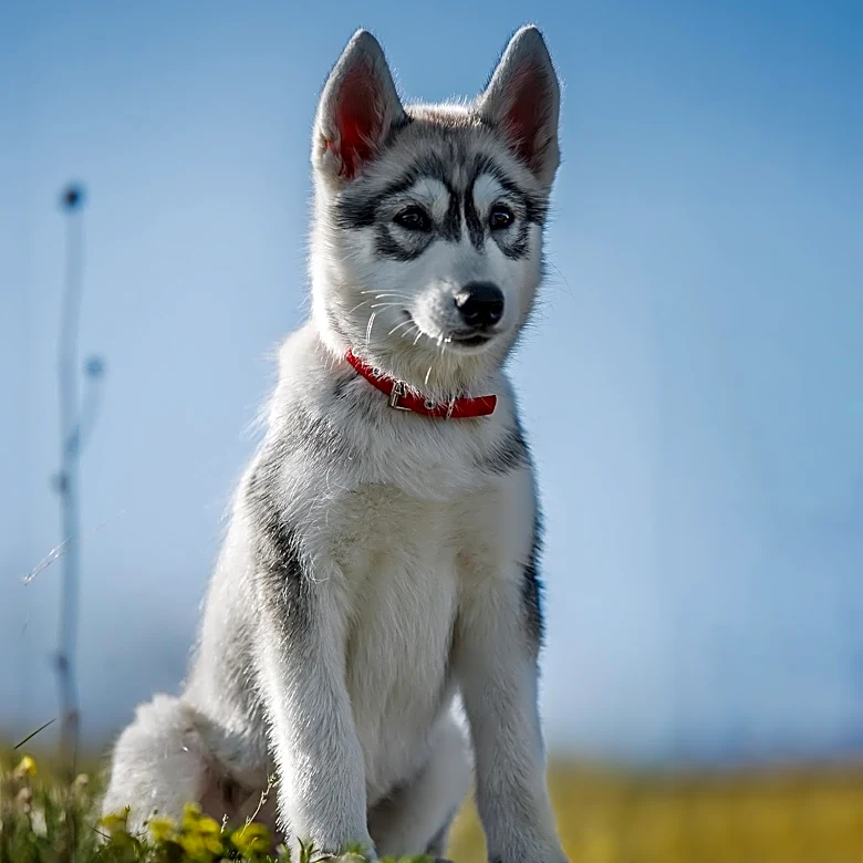 Husky Mix Roxy Awaits Adoption After 170 Days in Shelter