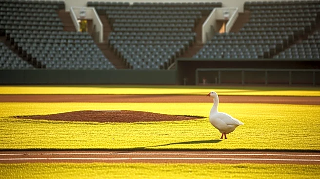 Unexpected Visitor: Goose Interrupts Cubs vs. Phillies Game at Wrigley Field
