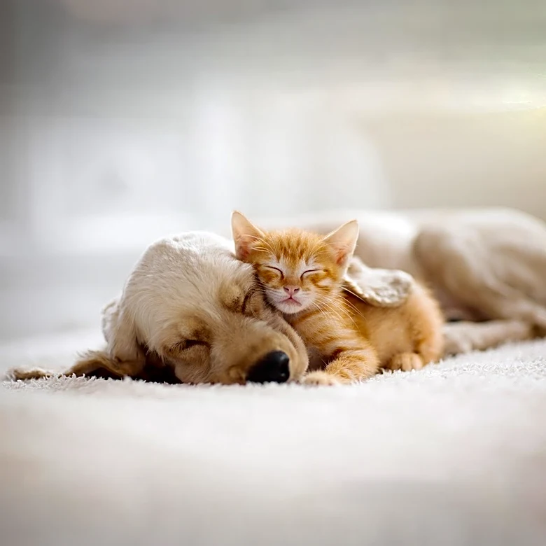 Kitten's Hilarious Reaction to Groomed Dog Captivates Social Media