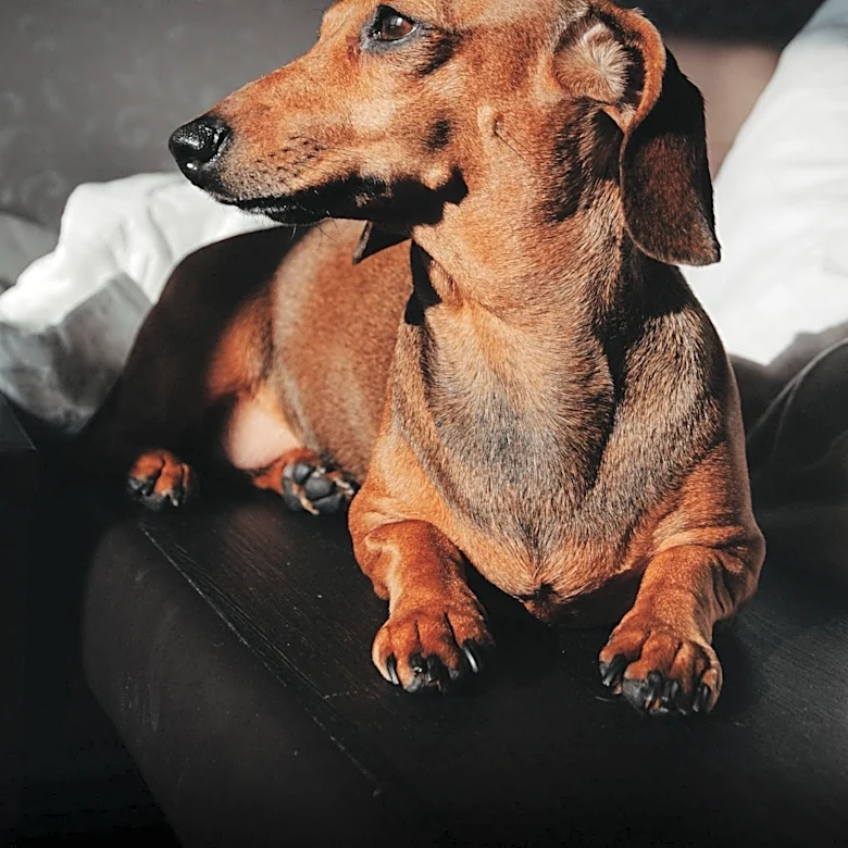 Dachshund's Sunbathing Video Goes Viral, Captivating Social Media