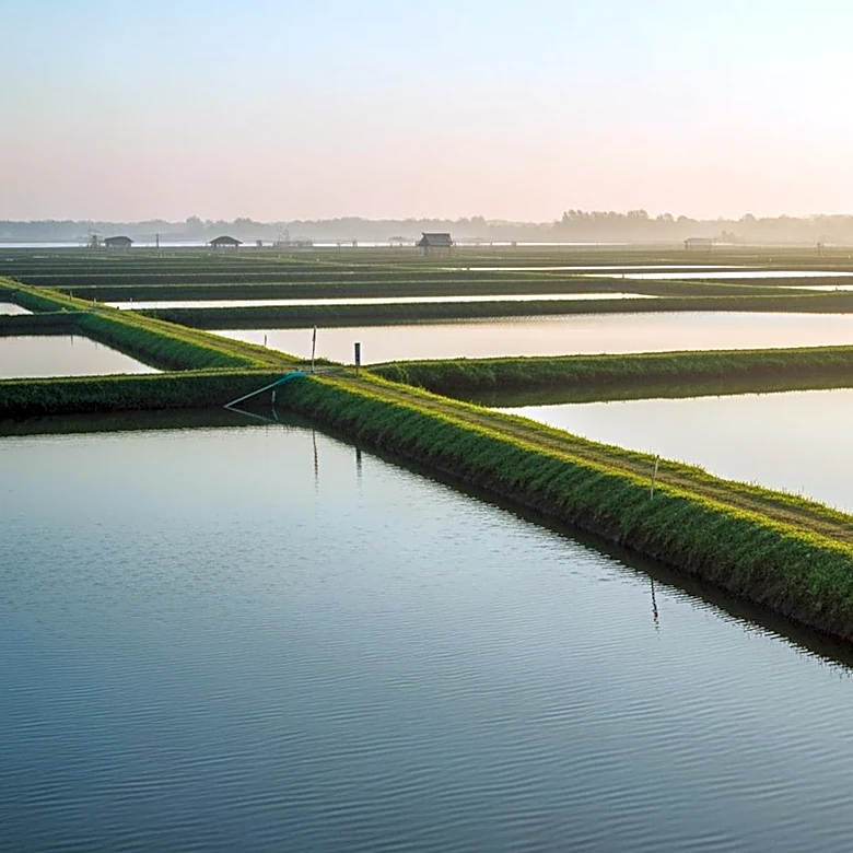 Punjab Government Advances Shrimp Farming Projects to Boost Economy and Employment