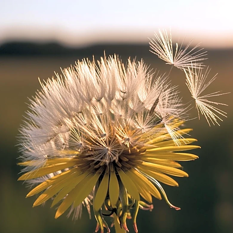 Ella Langley's 'Dandelion' Achieves No. 1 on Billboard's Country Charts