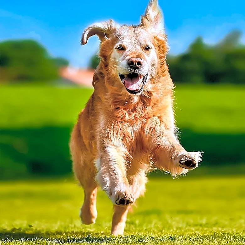 Shelter's Longest Resident Dog Finds Forever Home After 831 Days