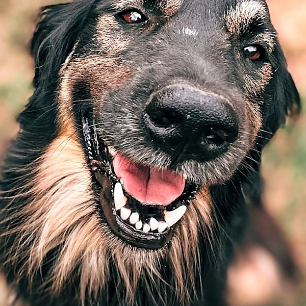 Shelter's Longest Resident Dog Finds New Home After 831 Days
