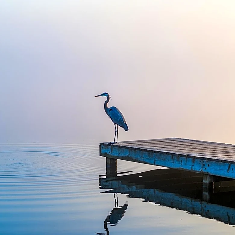 Filmmaker Explores Family's Past in 'Blue Heron'