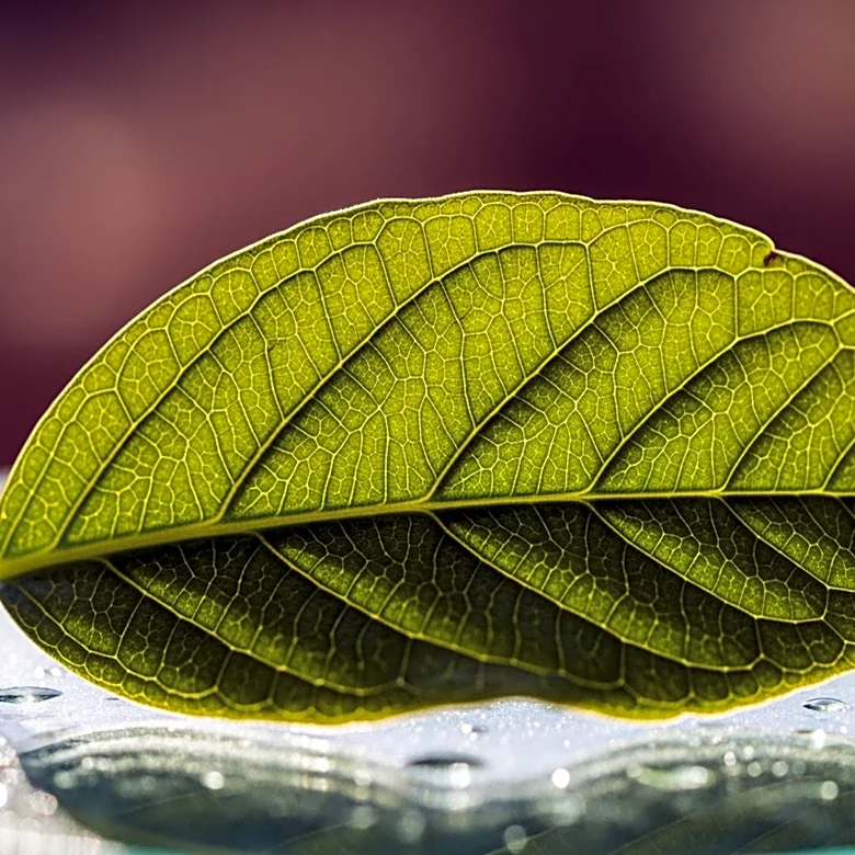 Vytrus Biotech Unveils Plant-Based PDRN for Ethical Skincare Innovation