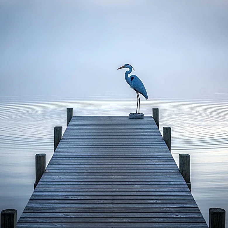 Filmmaker Explores Family Trauma in 'Blue Heron'