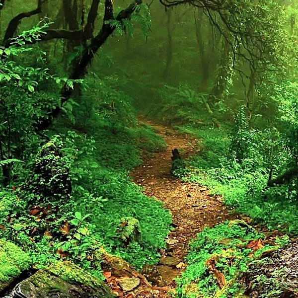 Bigfoot Sightings Surge in Popularity Across Media and Festivals