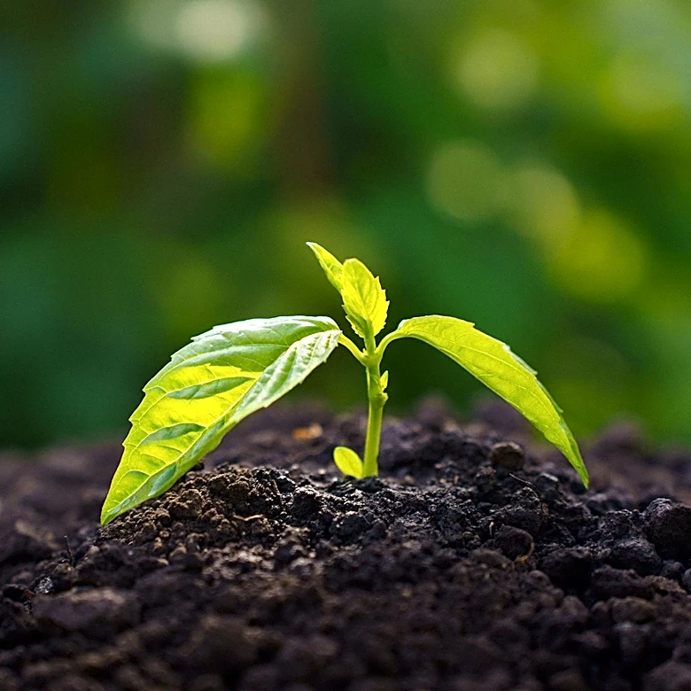 Sustainable Agriculture's Dependence on Soil Health Highlighted on Earth Day