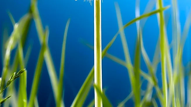 Doctors Recommend Effective Over-the-Counter Allergy Medications Amid Rising Pollen Levels
