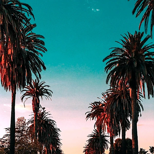 Exploring the Hollywood Sign: Local Insights on the Best Viewing Experience