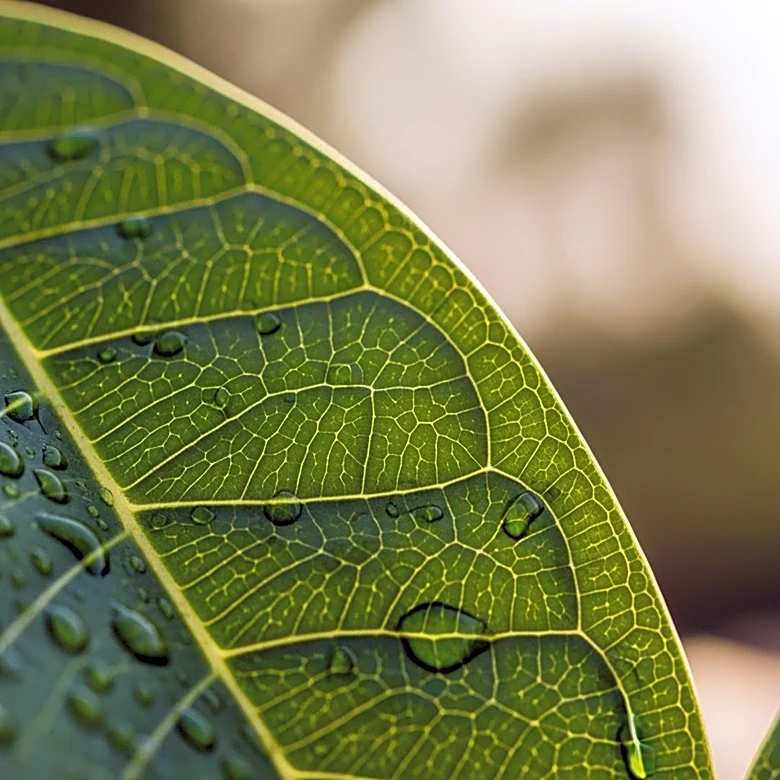 Primient Expands with New Biosolutions Business Unit to Drive Growth