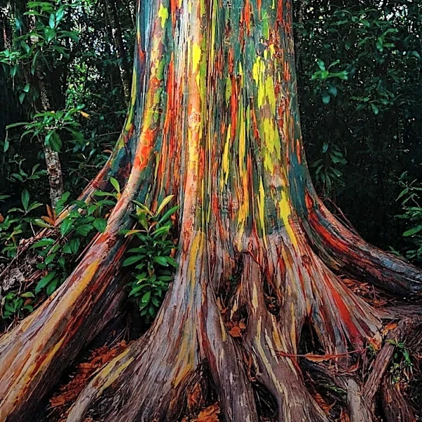 Study Finds Nature Exposure Reduces Loneliness, Offers Mental Health Benefits