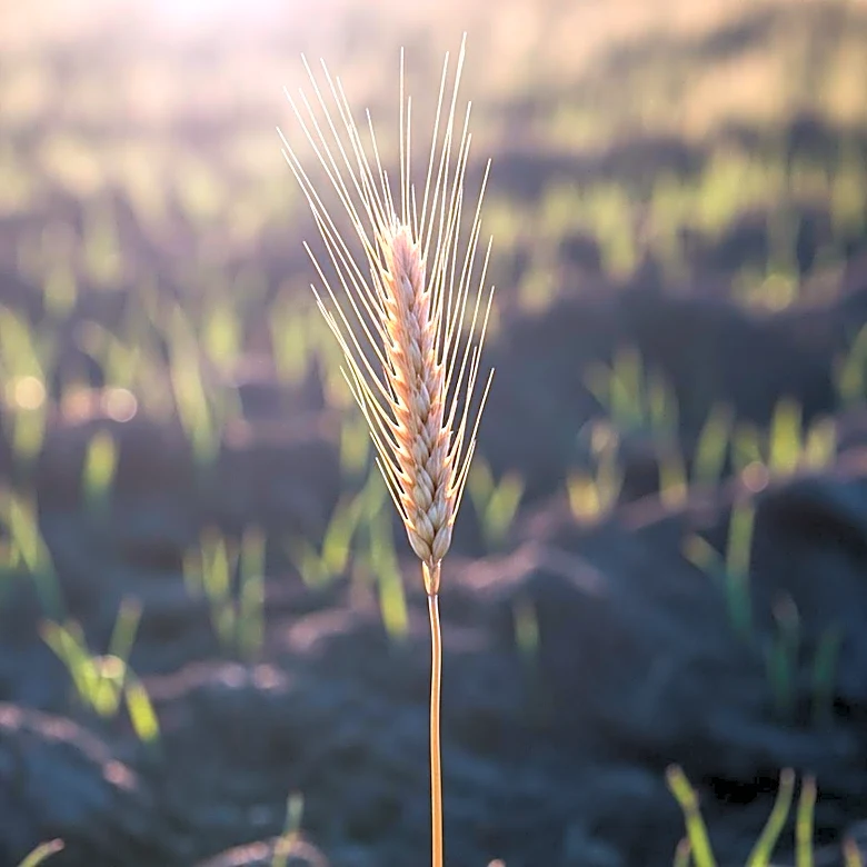 Pioneer Celebrates 100 Years of Agricultural Innovation and Farmer Support