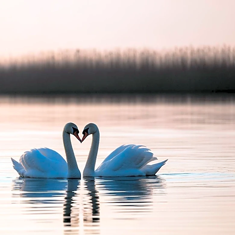 Olivia Rodrigo Spotted with Geese Frontman Cameron Winter, Sparking Rumors