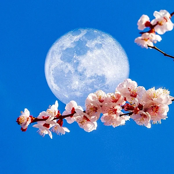 May's Flower Moon to Illuminate Night Sky on May 1