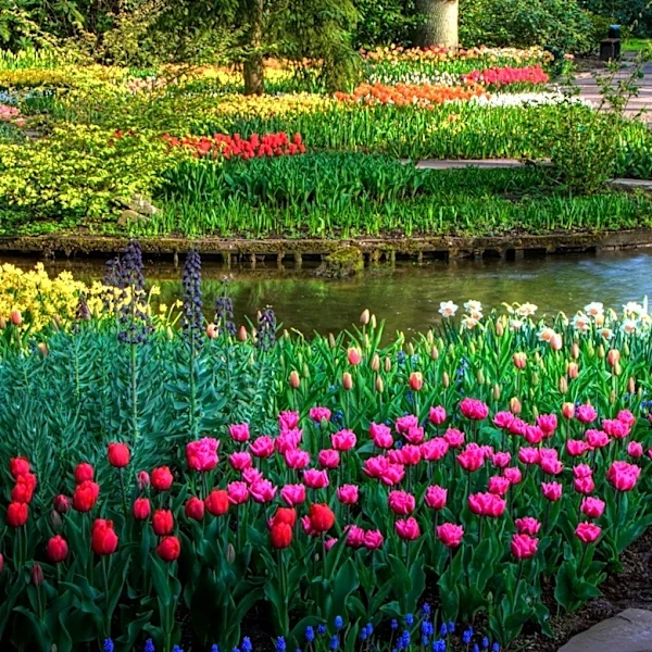 Minneapolis Neighborhood Celebrates Spring with Vibrant Tulip Display