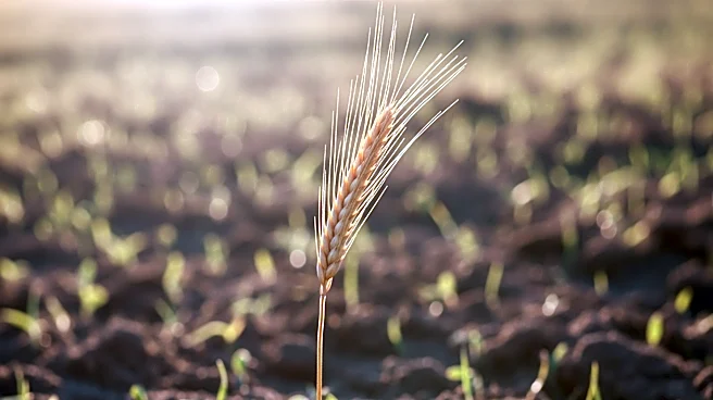 Pioneer Celebrates 100 Years of Agricultural Innovation