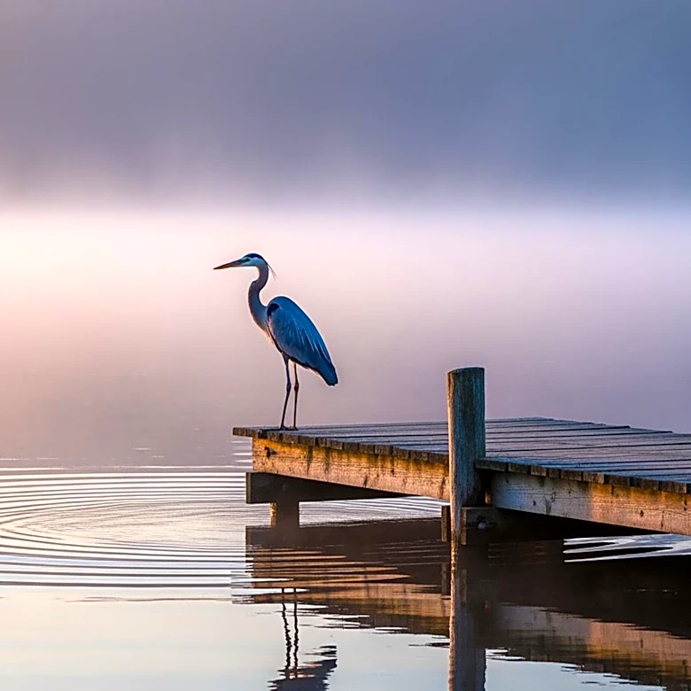 'Blue Heron' Explores Family Memory and Grief Through Cinematic Recreation