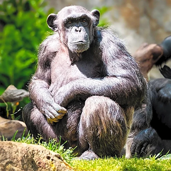 Michael Jackson's Chimpanzee Bubbles Thrives at Florida Sanctuary