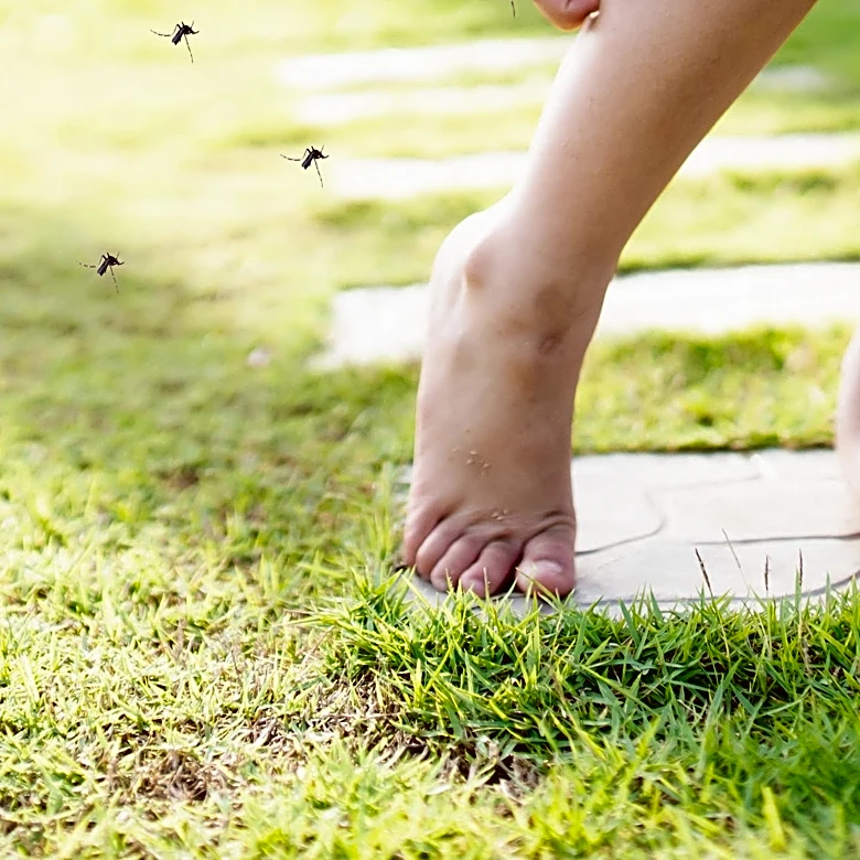 Research Explains Why Mosquitoes Prefer Certain People Over Others