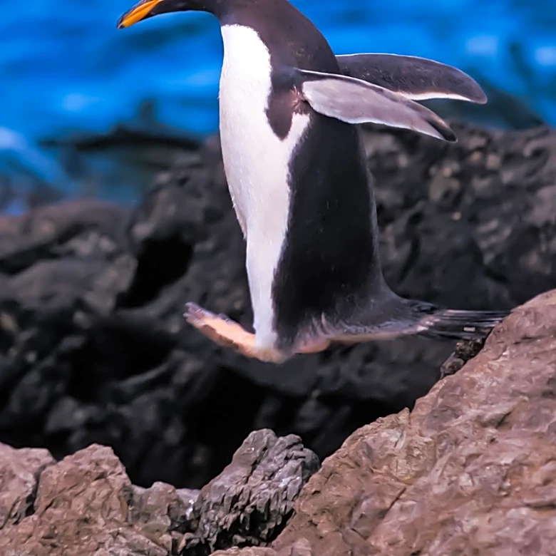 Gentoo Penguins at Edinburgh Zoo Use Pebbles to Woo Mates for World Penguin Day