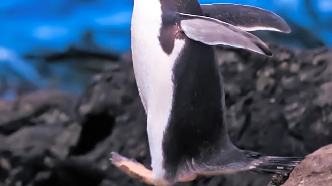 Gentoo Penguins at Edinburgh Zoo Use Pebbles to Woo Mates for World Penguin Day