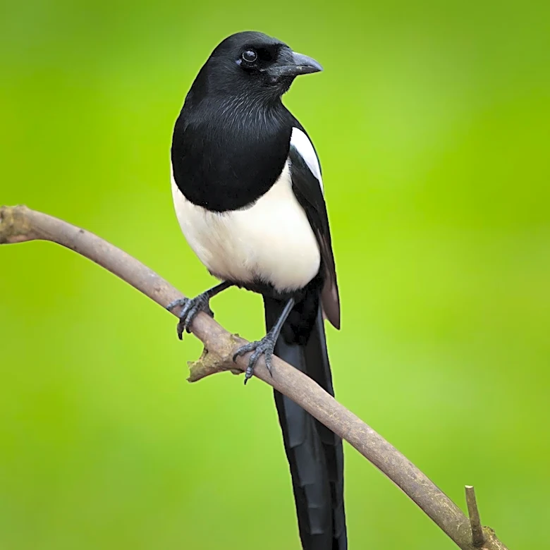 Reevaluating the Magpie: A Call for Appreciation of Nature's Intelligence