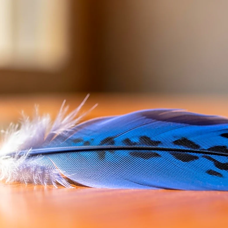 Blue Jays Promote Prospect Yohendrick Piñango Amid Injuries to Key Players