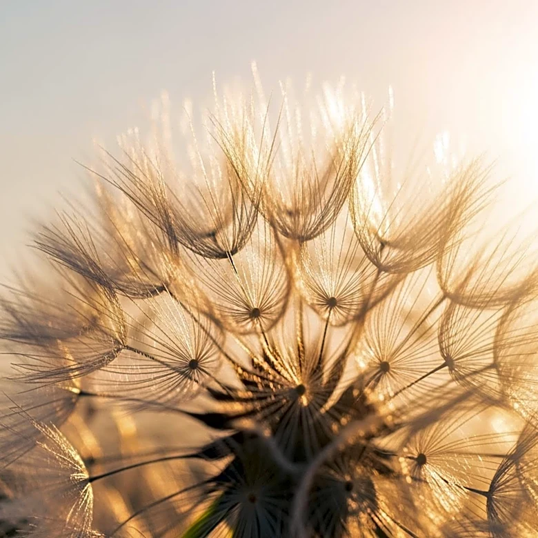 Ella Langley's 'Dandelion' Maintains Top Spot on Billboard 200 for Second Week