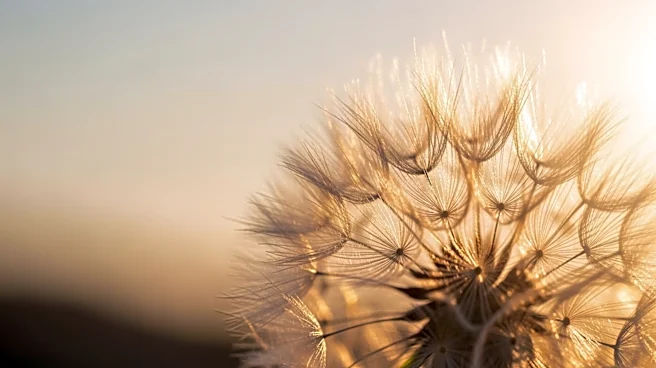 Ella Langley's 'Dandelion' Maintains Top Spot on Billboard 200 for Second Week