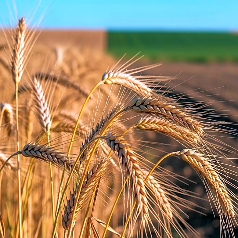 MarketBeat Highlights Top Agriculture Stocks Amid Food Inflation Concerns