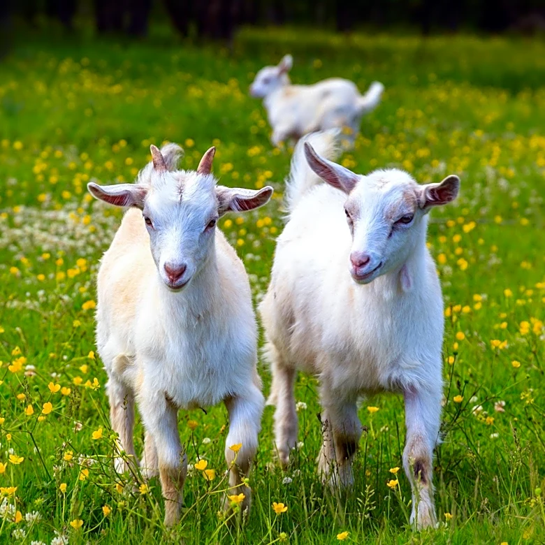 29-Year-Old Zabeen Rukshar Khan Thrives in Goat Farming on 100 Acres