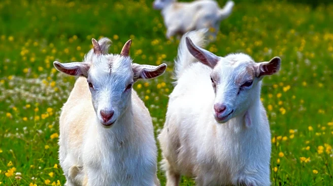 29-Year-Old Zabeen Rukshar Khan Thrives in Goat Farming on 100 Acres