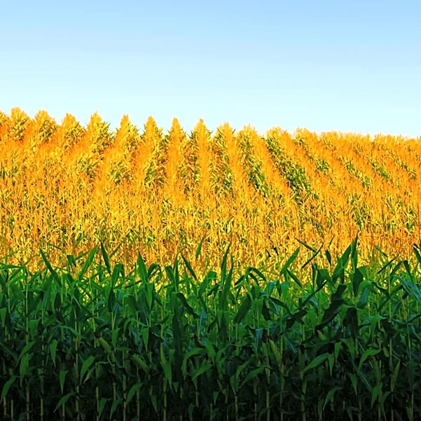 DelVal University Hosts Annual A-Day Celebrating Agriculture