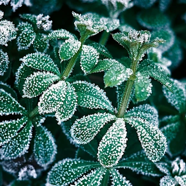 Tips for Keeping Plants Alive in Colder Temperatures