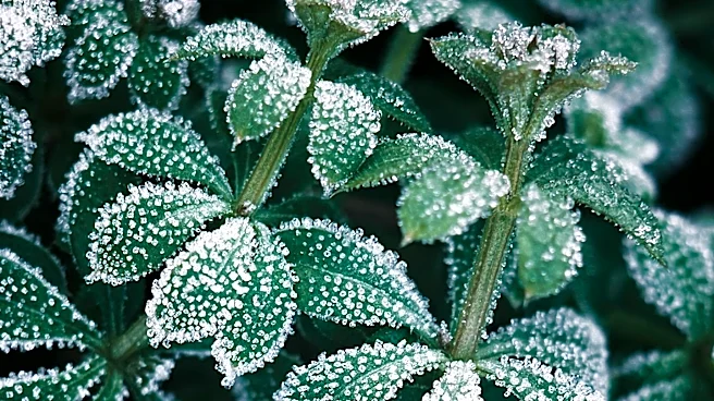Tips for Keeping Plants Alive in Colder Temperatures