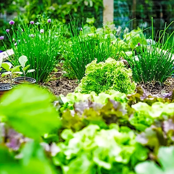 Brandy Hall Advocates for Permaculture to Enhance Home Landscapes