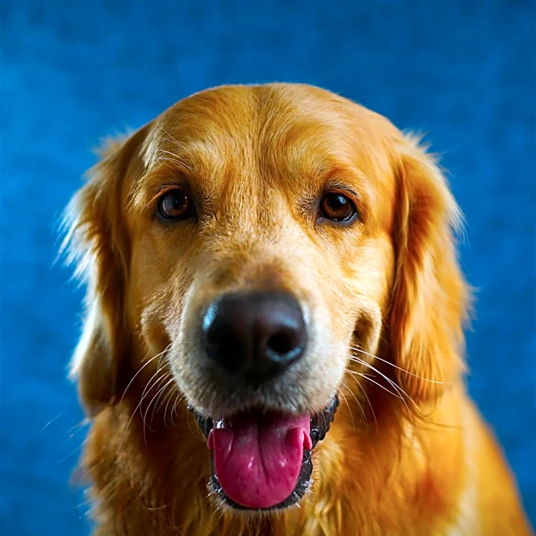 Philadoptables Seeks Models for 2027 'Hunks for Hounds' Calendar